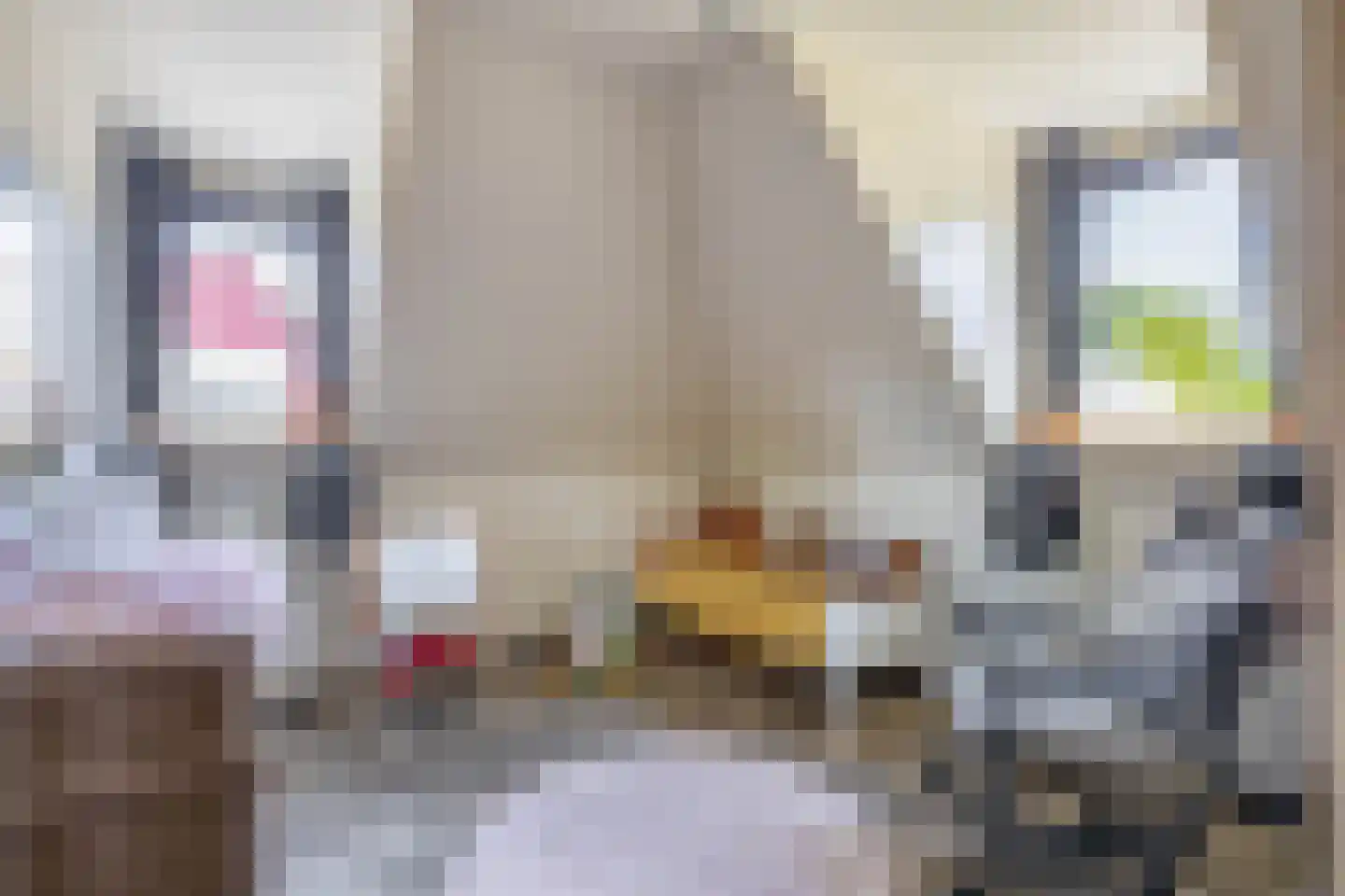 Goudhaver 8 Steyl thumbnail 15