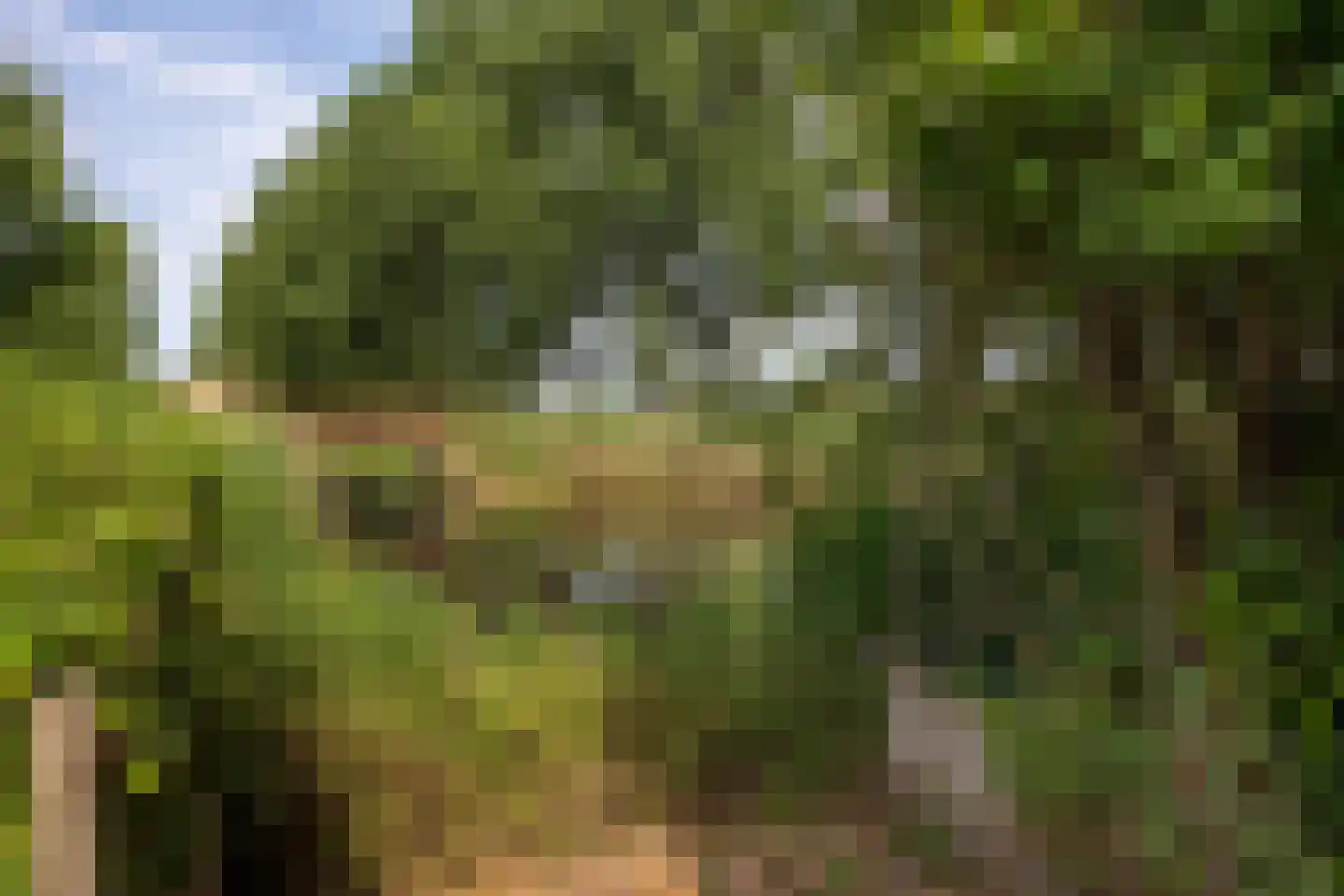 Goudkarper 33 Leiden thumbnail 24