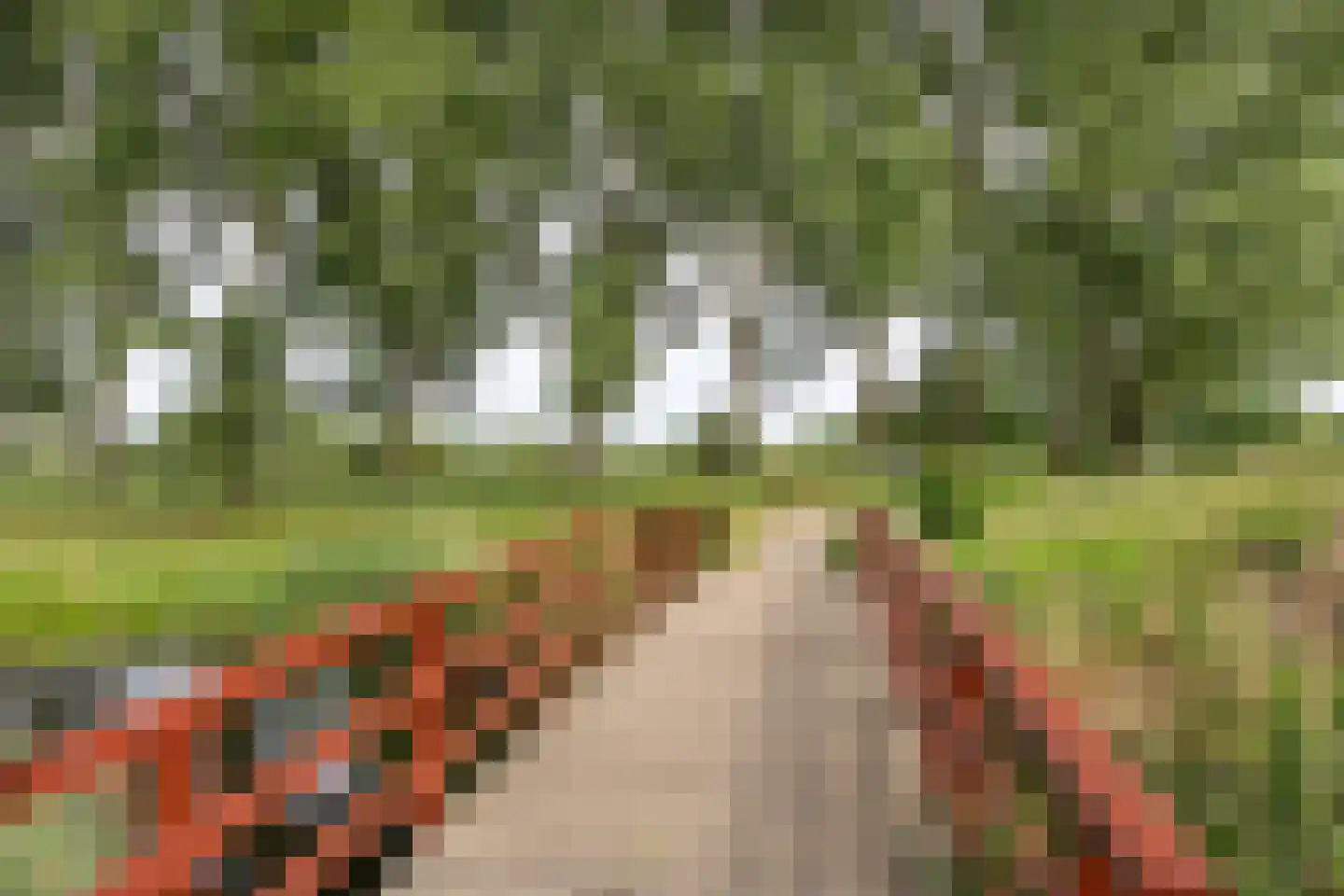 Goudkarper 33 Leiden thumbnail 27