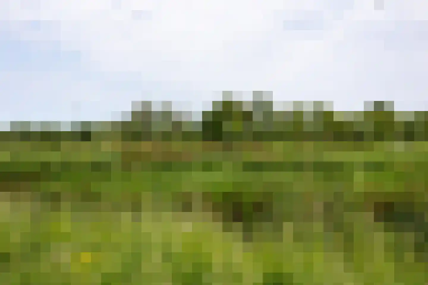 Goudkarper 33 Leiden thumbnail 28