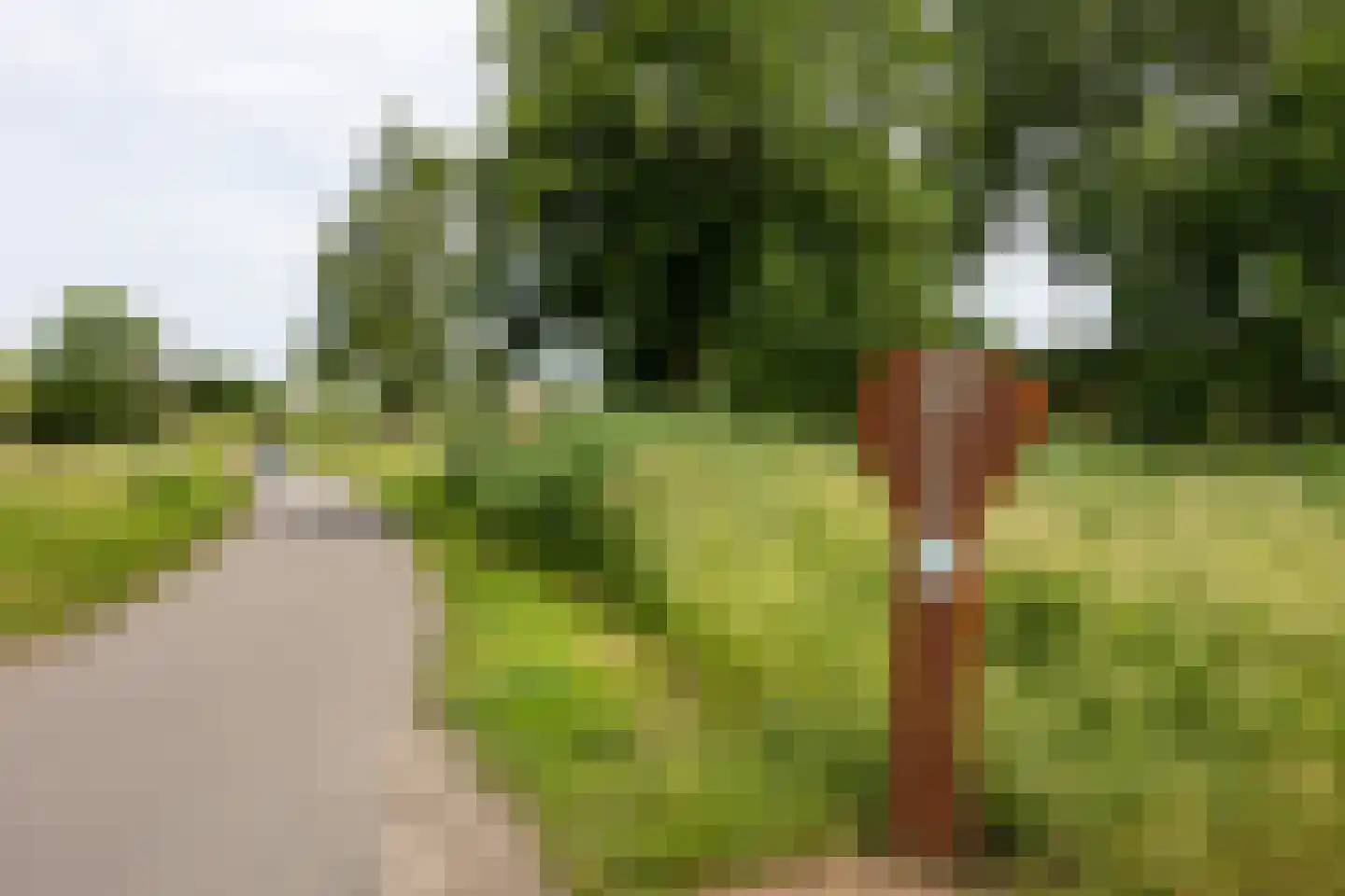 Goudkarper 33 Leiden thumbnail 29
