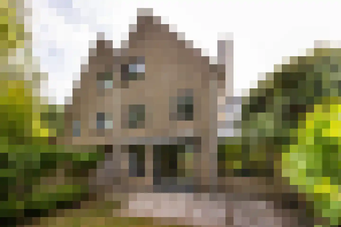 Goudkarper 33 Leiden thumbnail 4