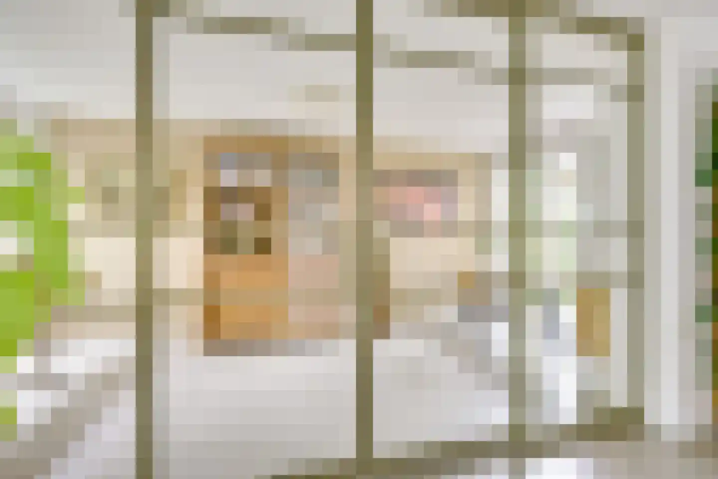 Goudmos 10 Houten thumbnail 20