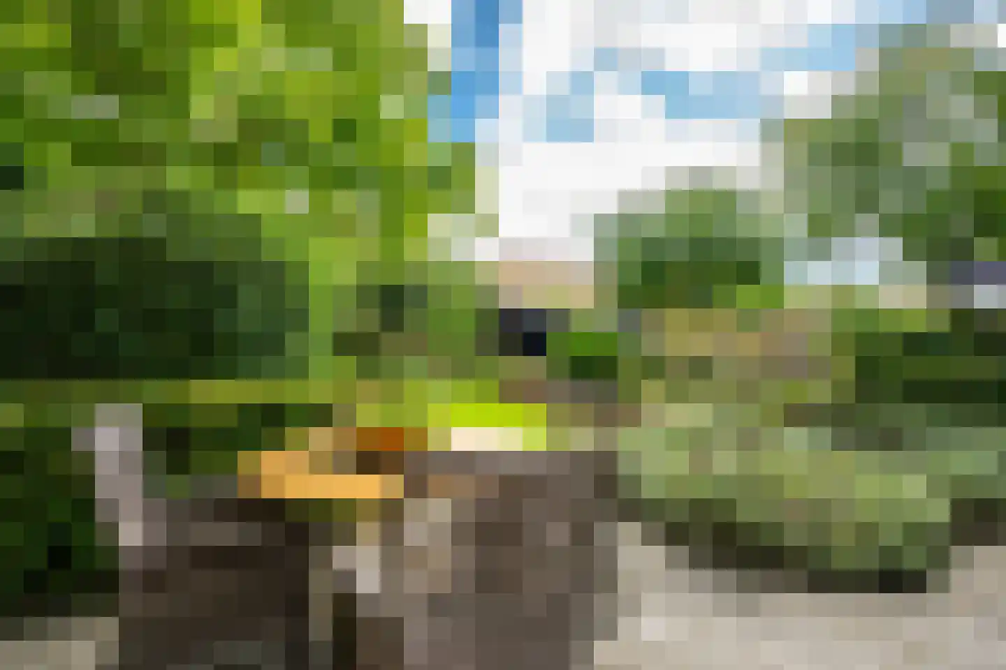 Goudmos 10 Houten thumbnail 30
