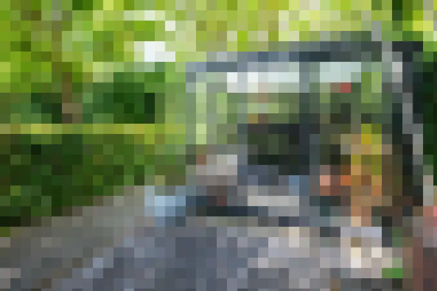 Goudmos 10 Houten thumbnail 39