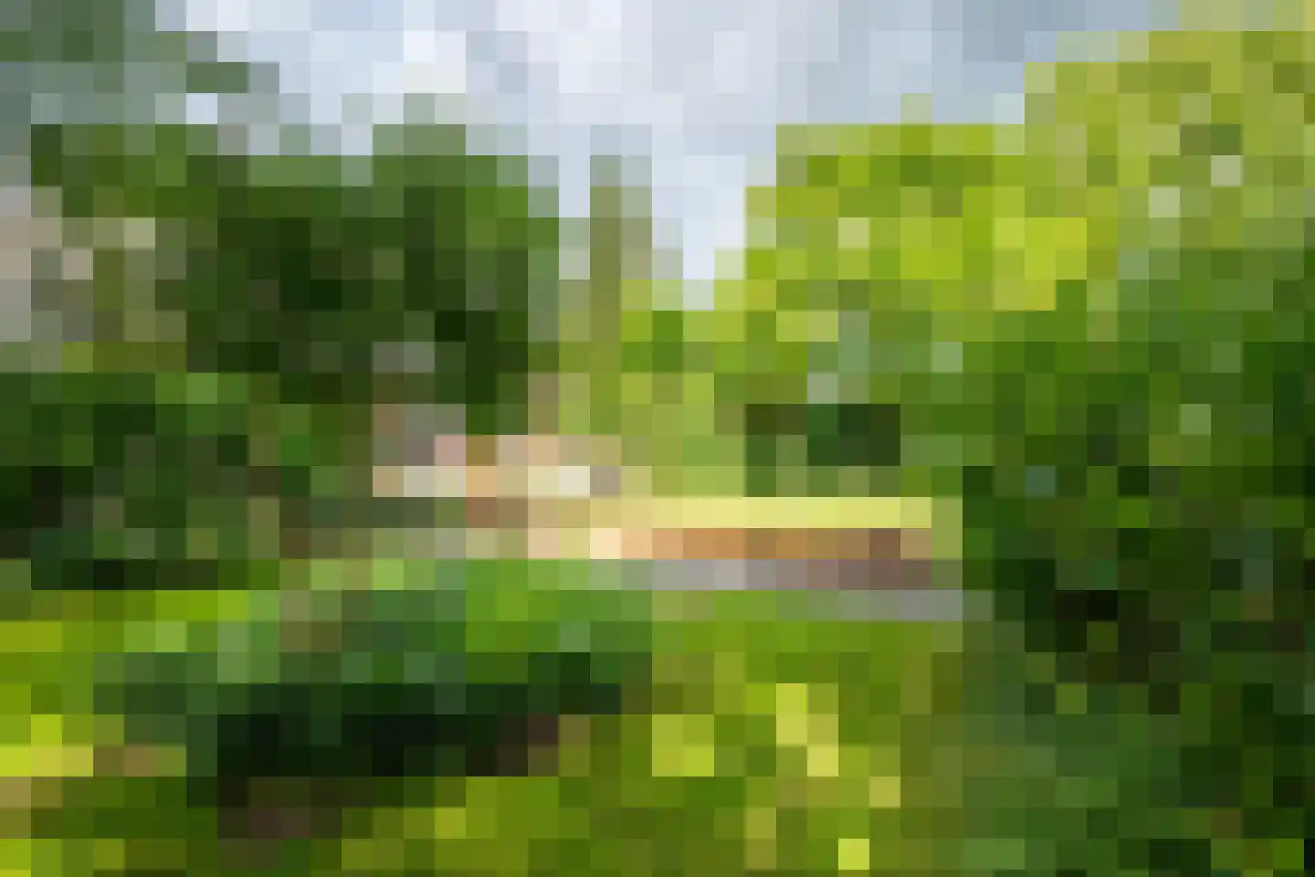 Goudmos 10 Houten thumbnail 41