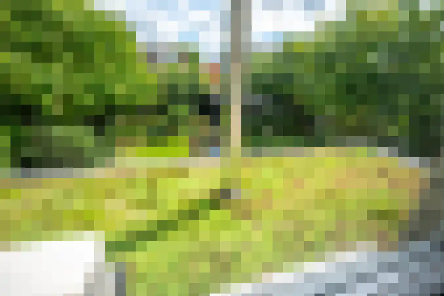 Goudmos 10 Houten thumbnail 58