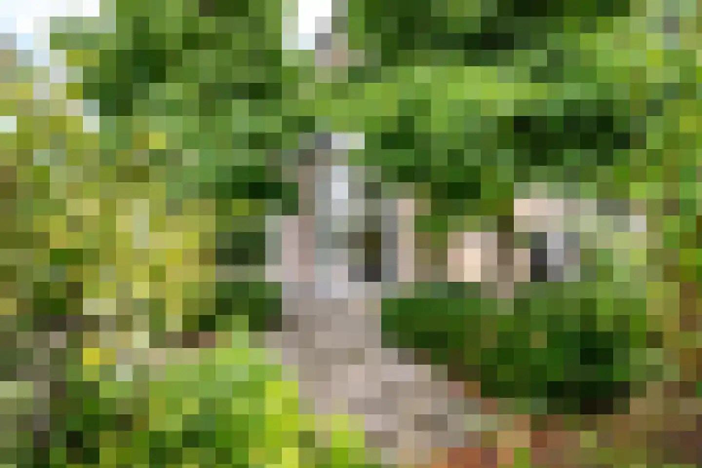Goudmos 10 Houten thumbnail 69
