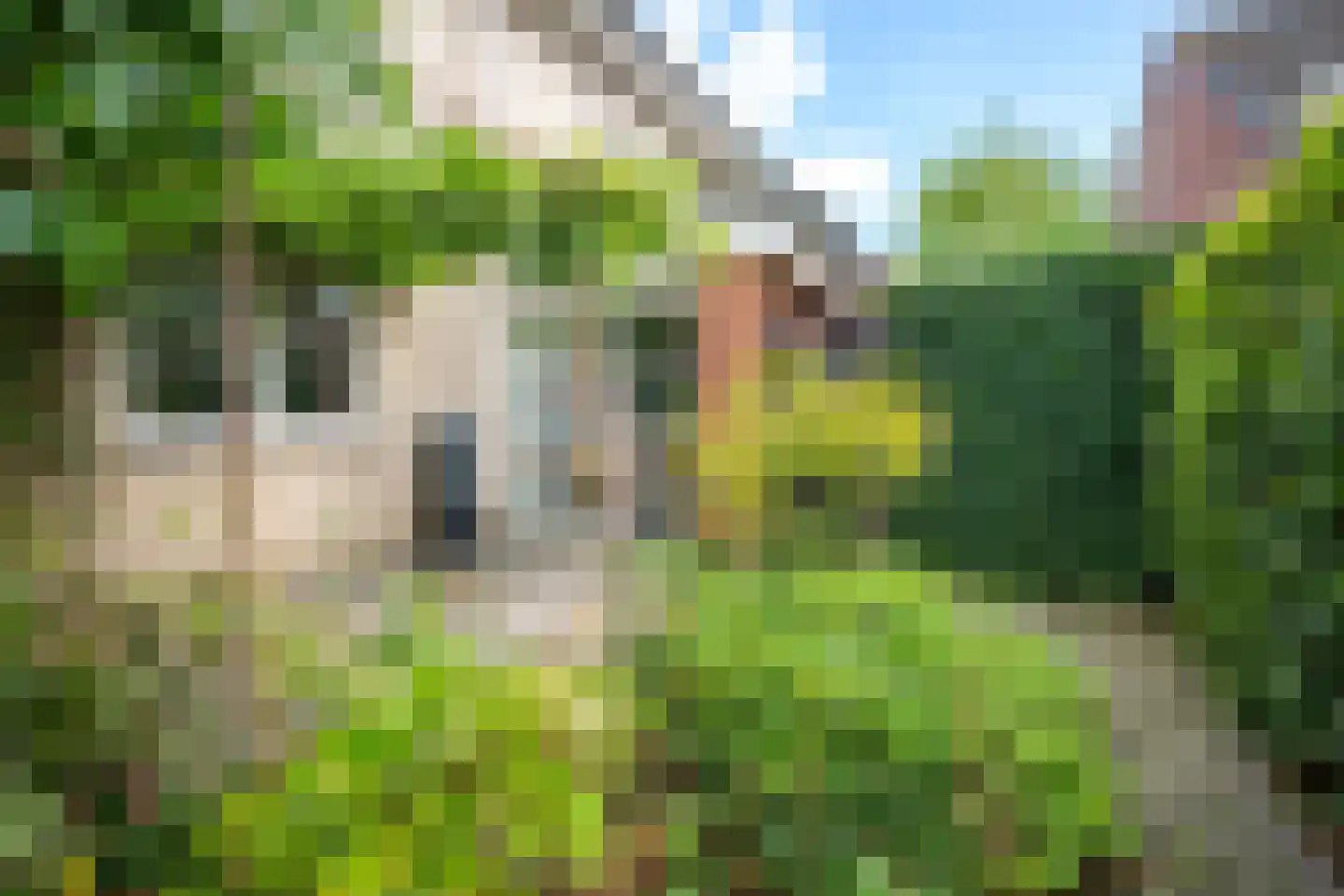 Goudmos 10 Houten thumbnail 70
