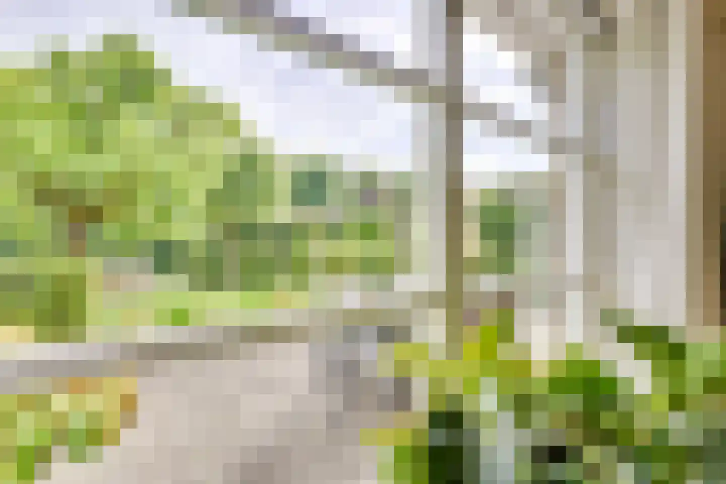 Goudmos 30 Houten thumbnail 14