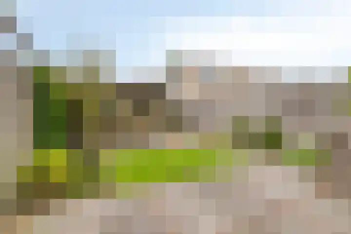 Goudmos 5 Bergschenhoek thumbnail 27