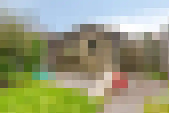 Goudmos 5 Bergschenhoek thumbnail 28