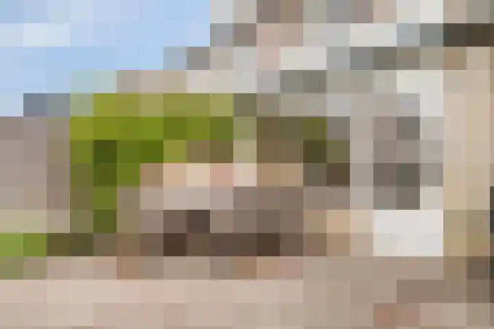 Goudmos 5 Bergschenhoek thumbnail 29