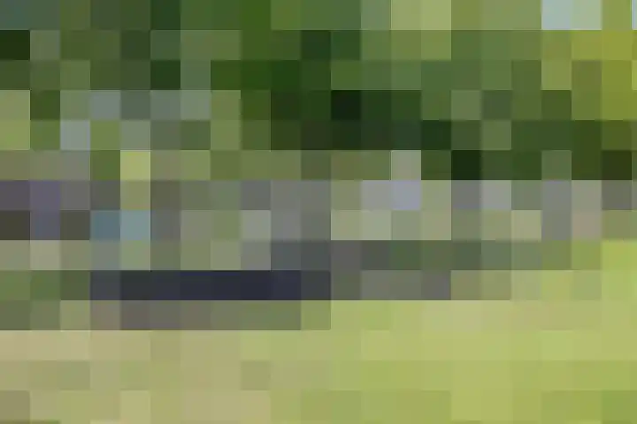 Goudmos 5 Bergschenhoek thumbnail 31