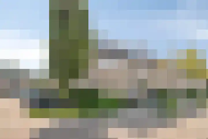 Goudmos 5 Bergschenhoek thumbnail 4