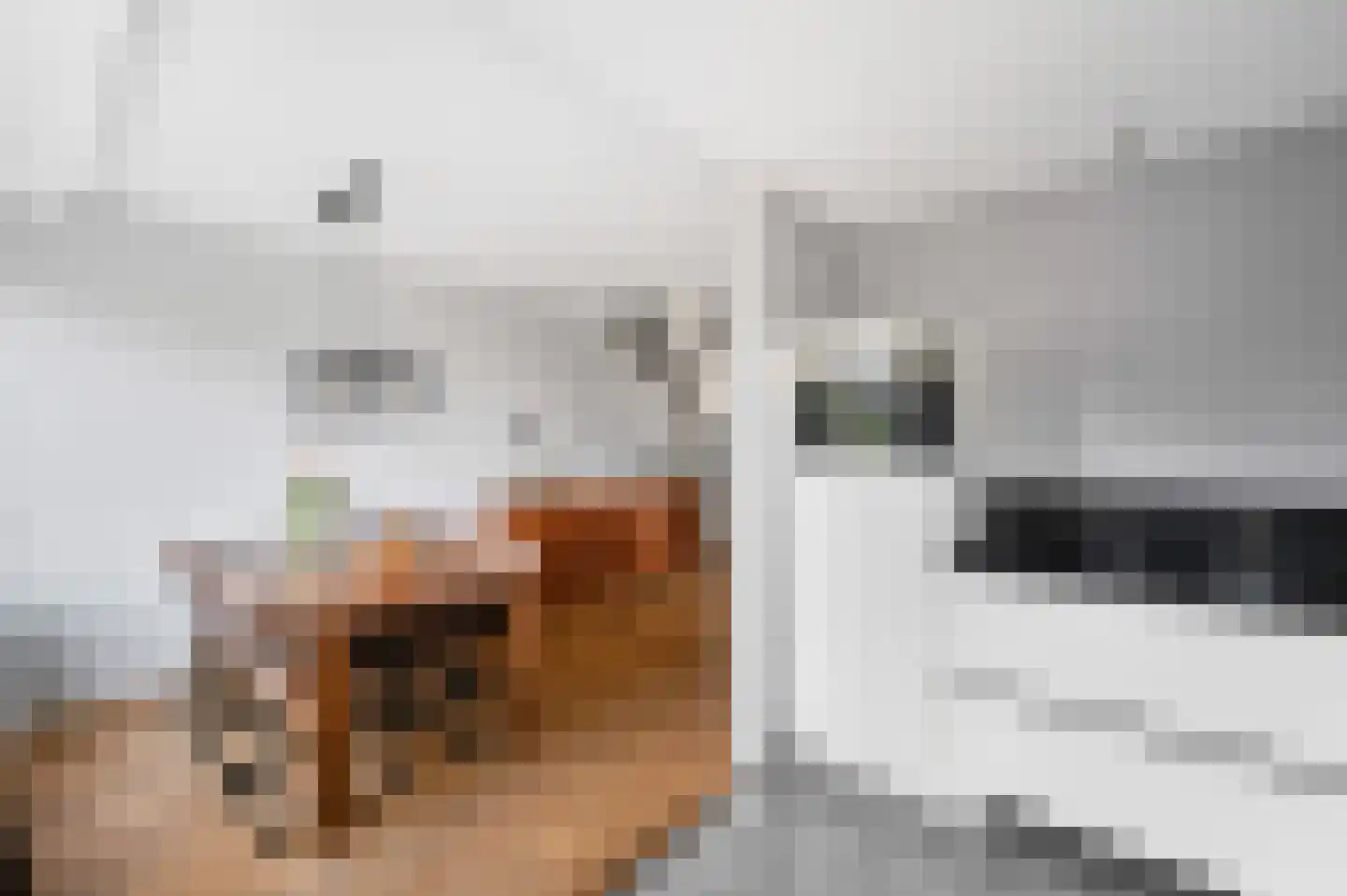 Goudmos 75 Nieuwerkerk aan den IJssel thumbnail 19
