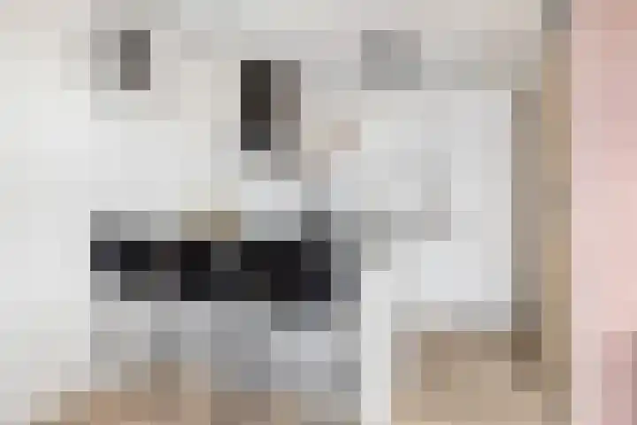 Goudmos 78 Nieuwerkerk aan den IJssel thumbnail 15