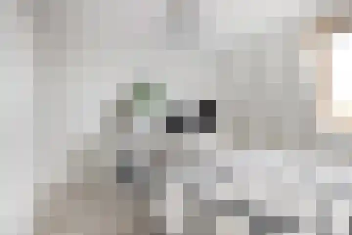 Goudmos 78 Nieuwerkerk aan den IJssel thumbnail 21