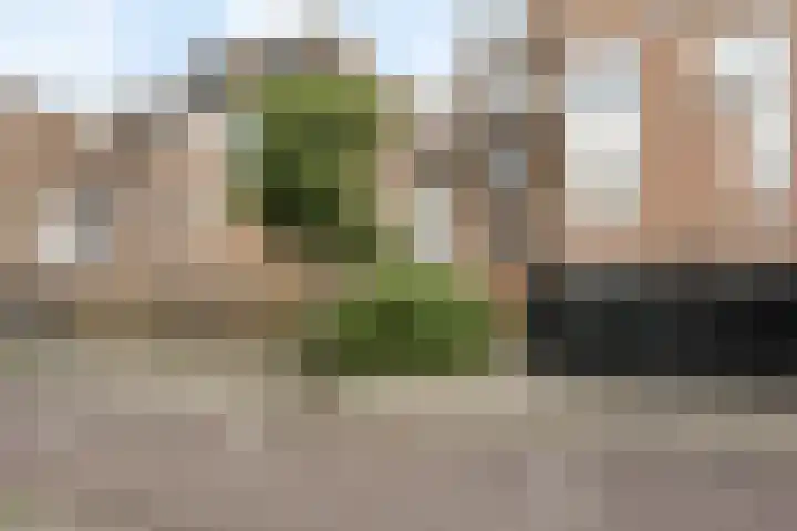 Goudmos 86 Nieuwerkerk aan den IJssel thumbnail 15