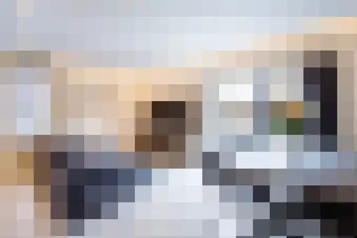 Goudmos 98 in Nieuwerkerk aan den IJssel