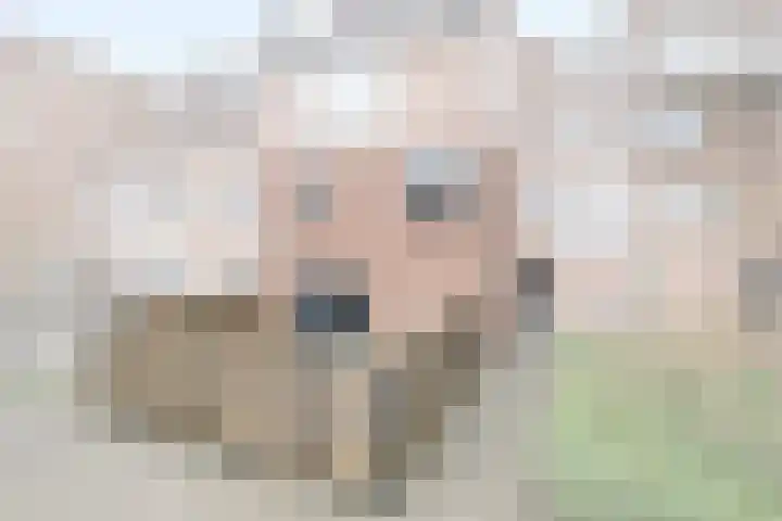 Goudmos 98 Nieuwerkerk aan den IJssel thumbnail 31
