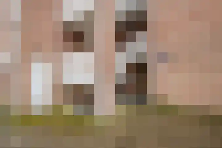 Goudmos 98 Nieuwerkerk aan den IJssel thumbnail 33