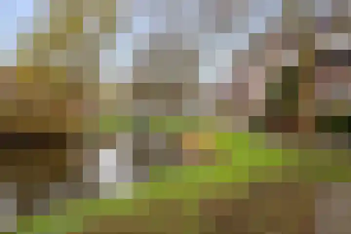 Goudmos 98 Nieuwerkerk aan den IJssel thumbnail 42