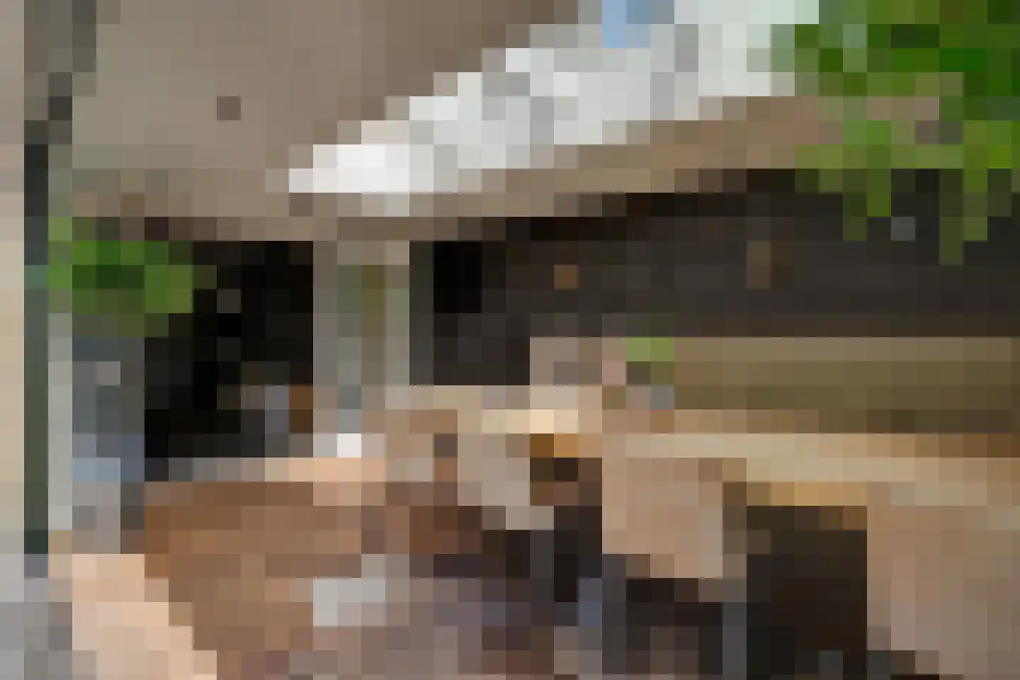 Goudplevier 1 Bodegraven thumbnail 27