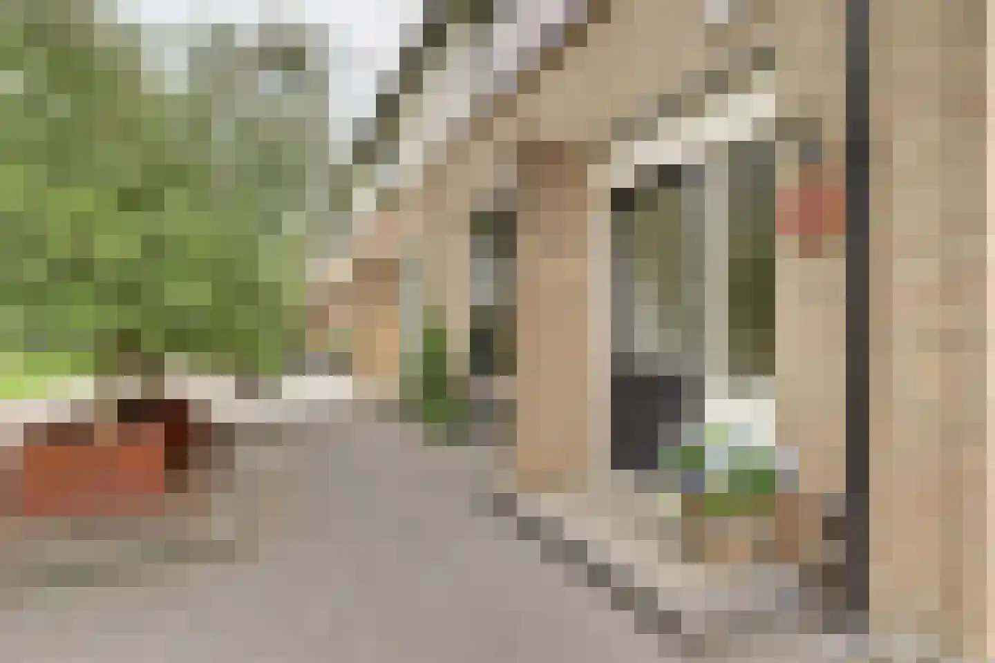Goudplevier 1 Bodegraven thumbnail 4