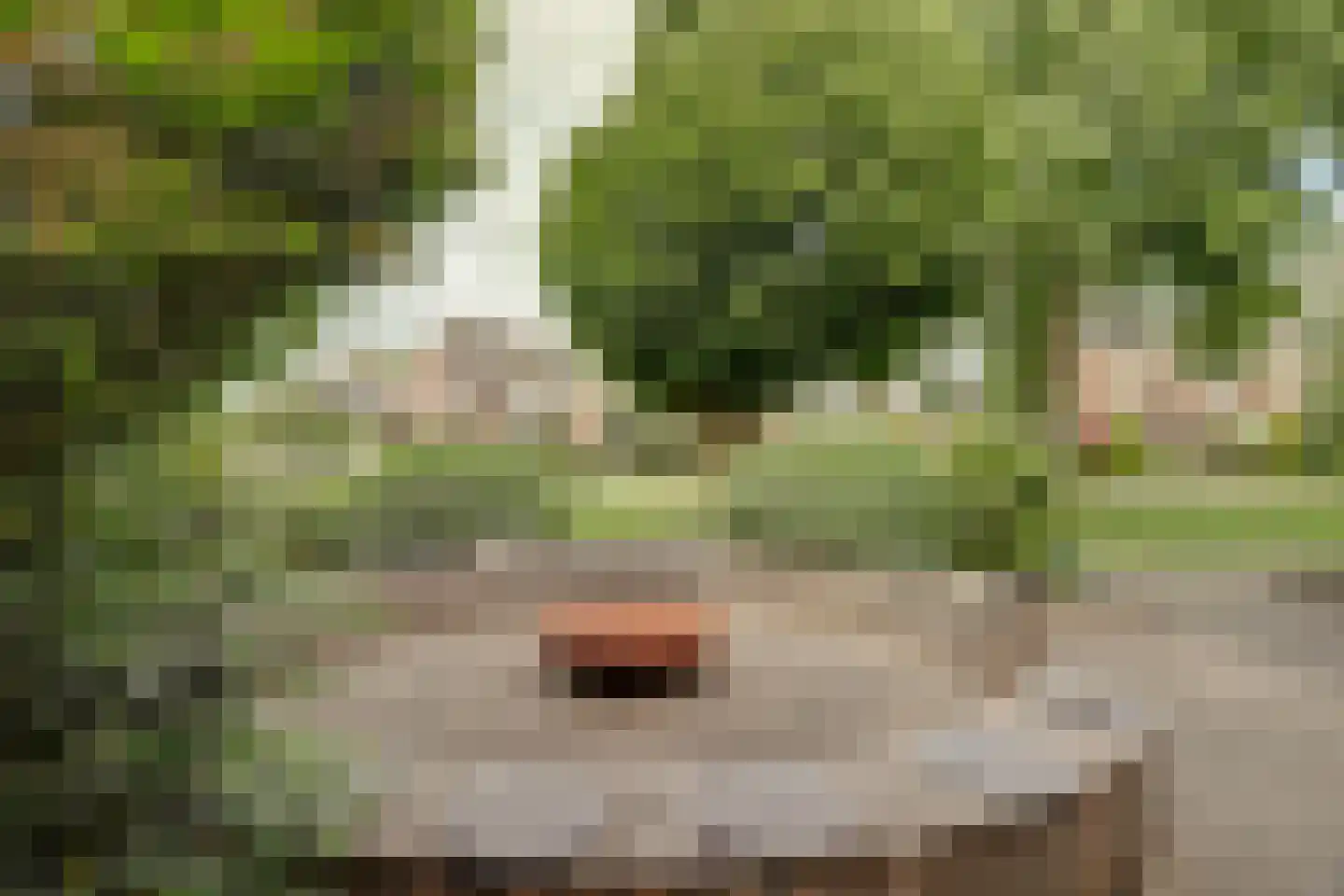 Goudplevier 1 Bodegraven thumbnail 48