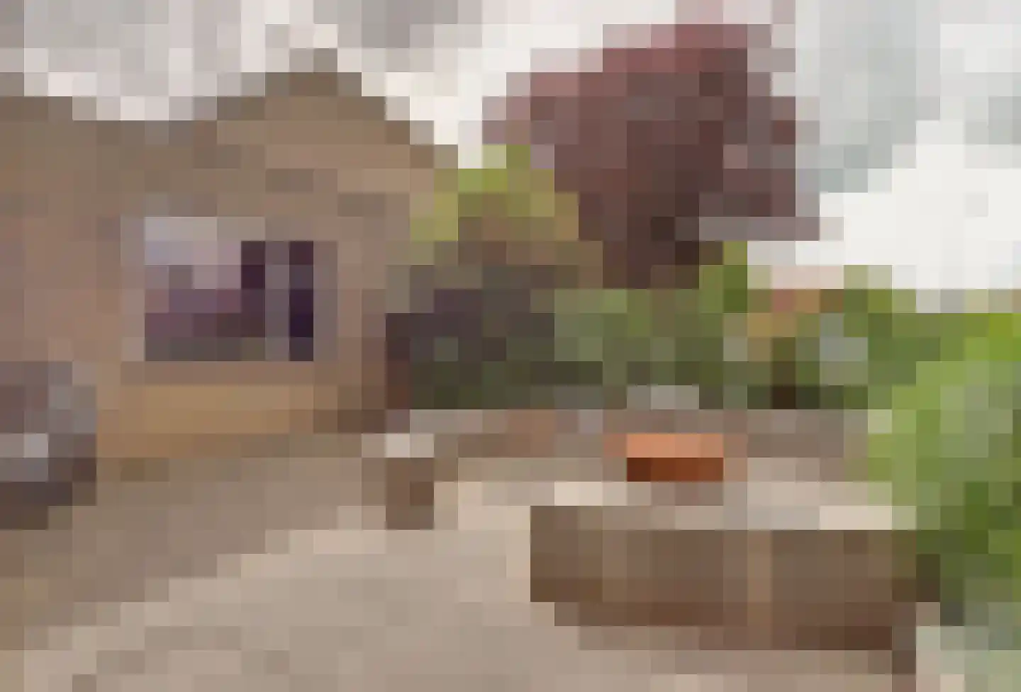 Goudplevier 1 Bodegraven thumbnail 49