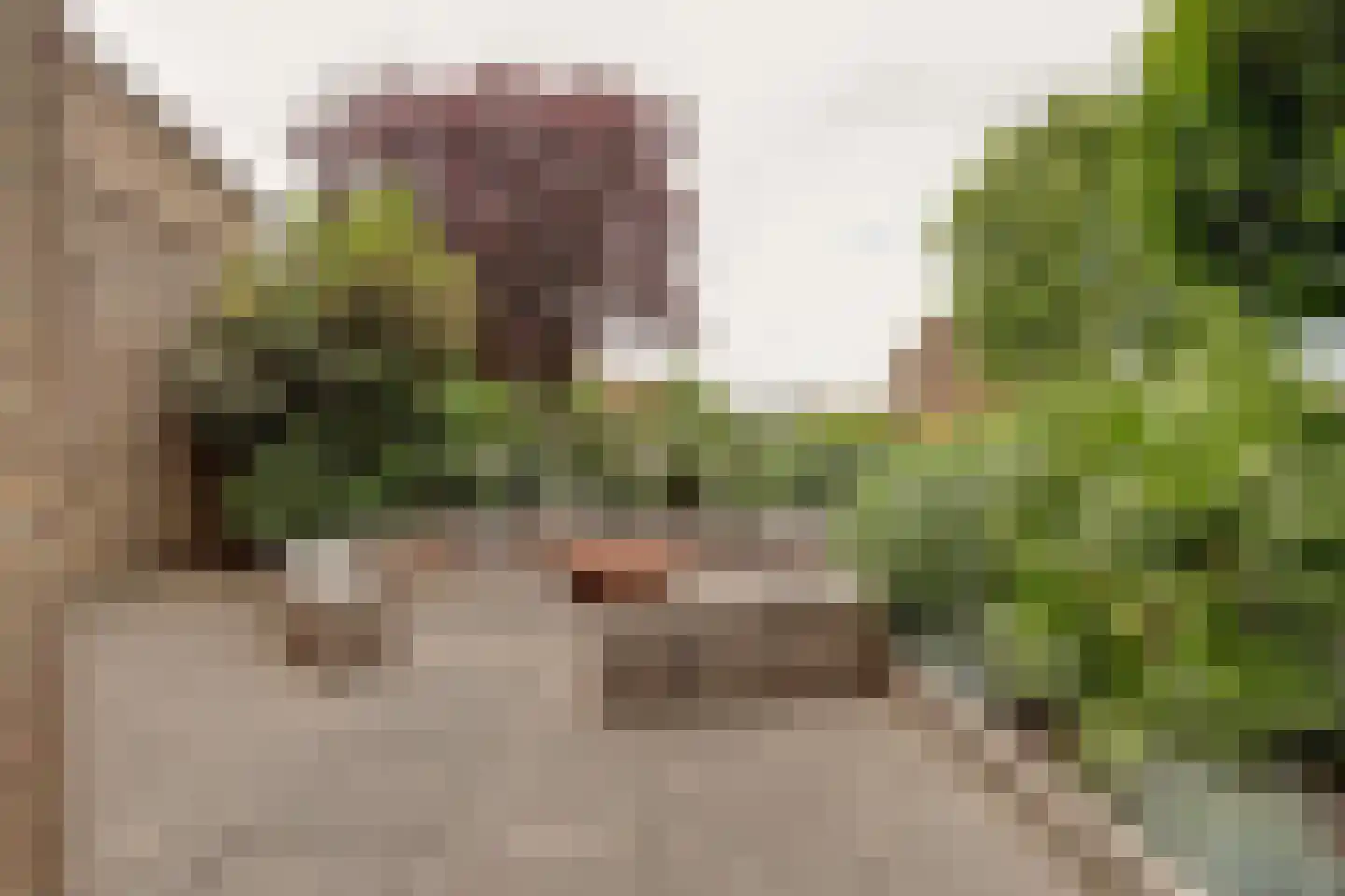 Goudplevier 1 Bodegraven thumbnail 50