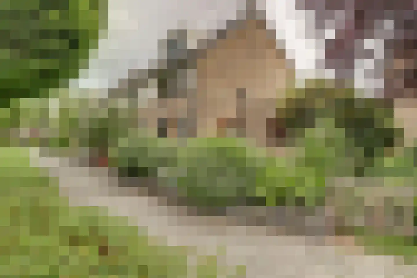 Goudplevier 1 Bodegraven thumbnail 52