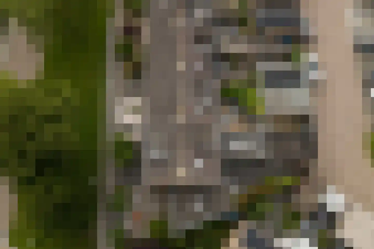 Goudplevier 1 Bodegraven thumbnail 53