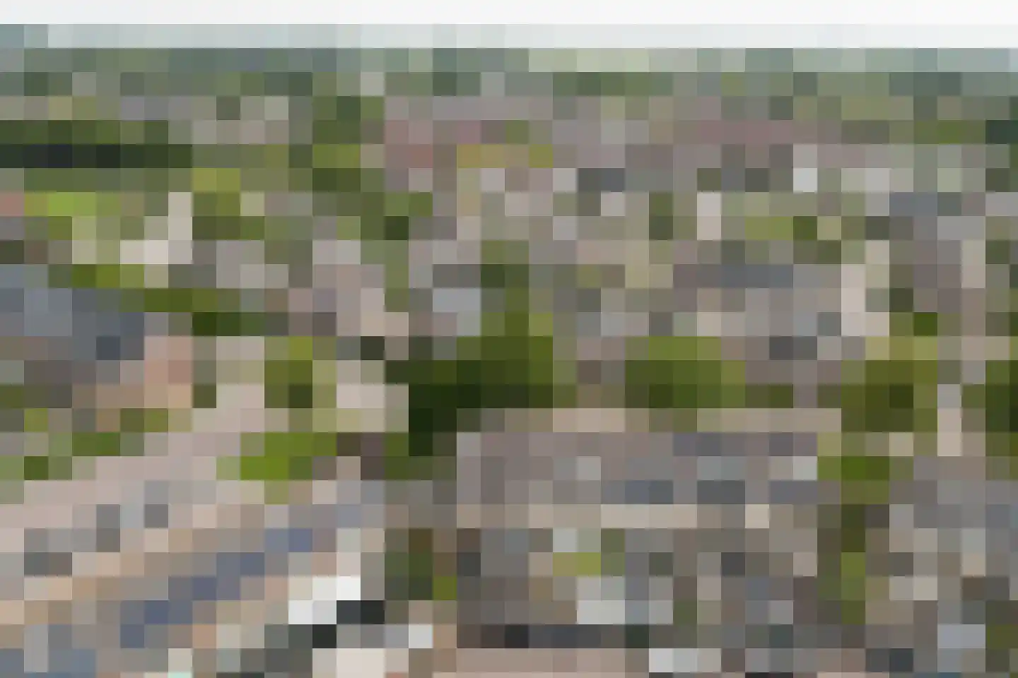 Goudplevier 1 Bodegraven thumbnail 54
