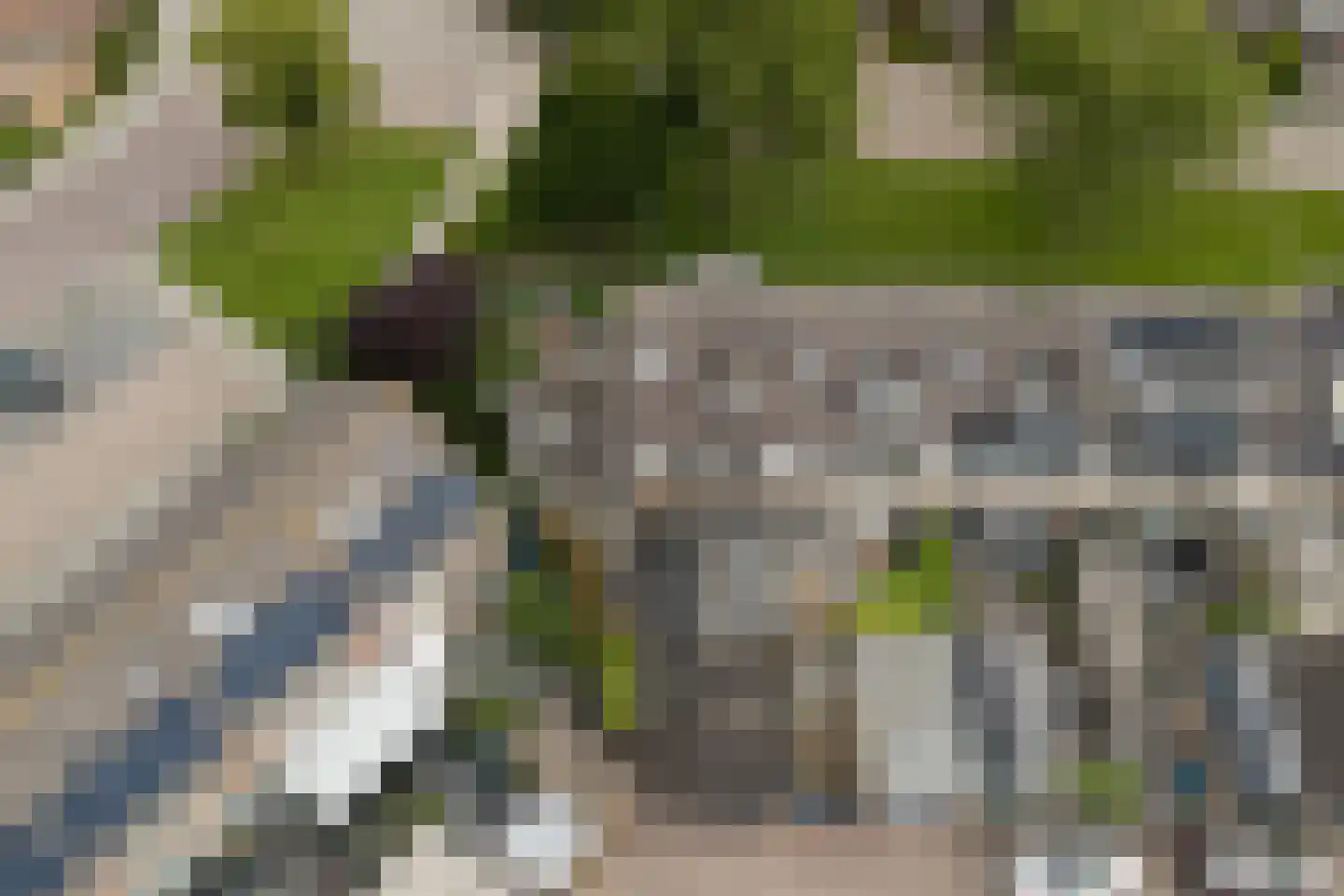 Goudplevier 1 Bodegraven thumbnail 56
