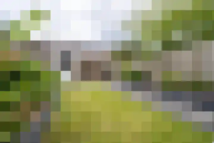 Goudplevier 10 Maurik thumbnail 32