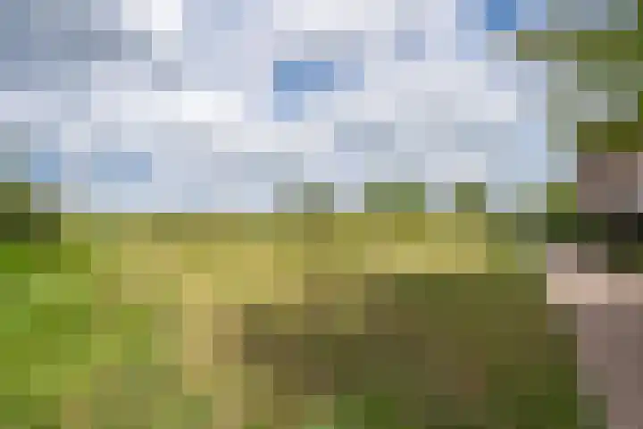 Goudplevier 10 Maurik thumbnail 5