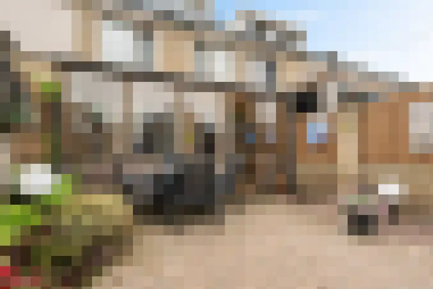 Goudplevier 101 Oss thumbnail 28