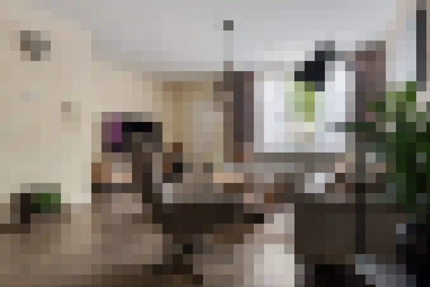 Goudplevier 101 Oss thumbnail 8