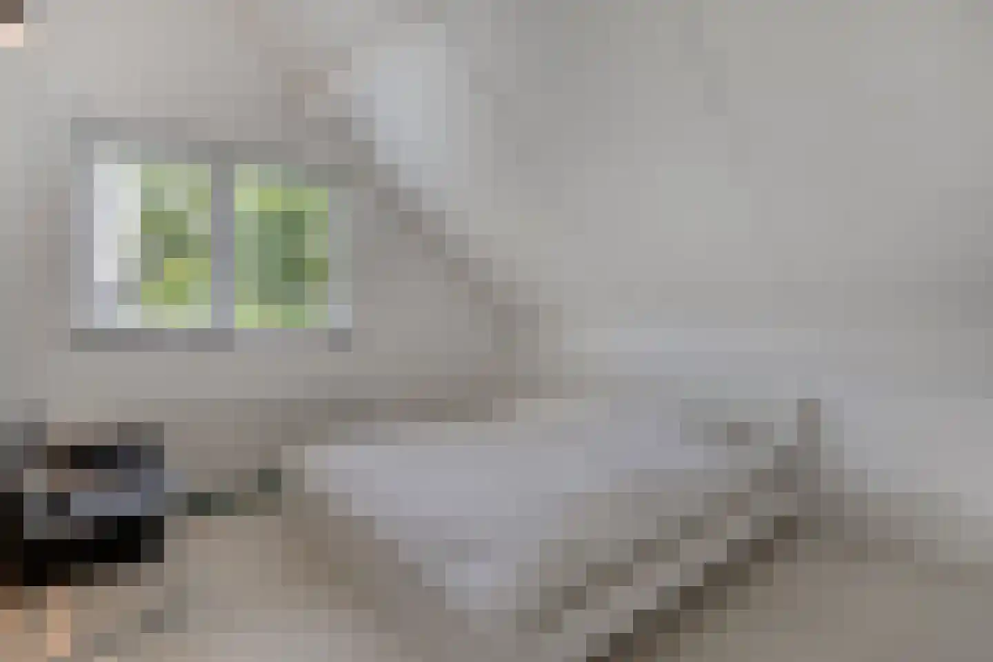 Goudplevier 14 Raalte thumbnail 38