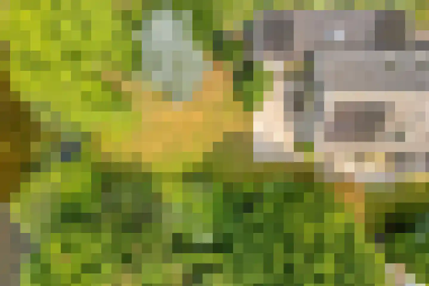 Goudplevier 14 Raalte thumbnail 4