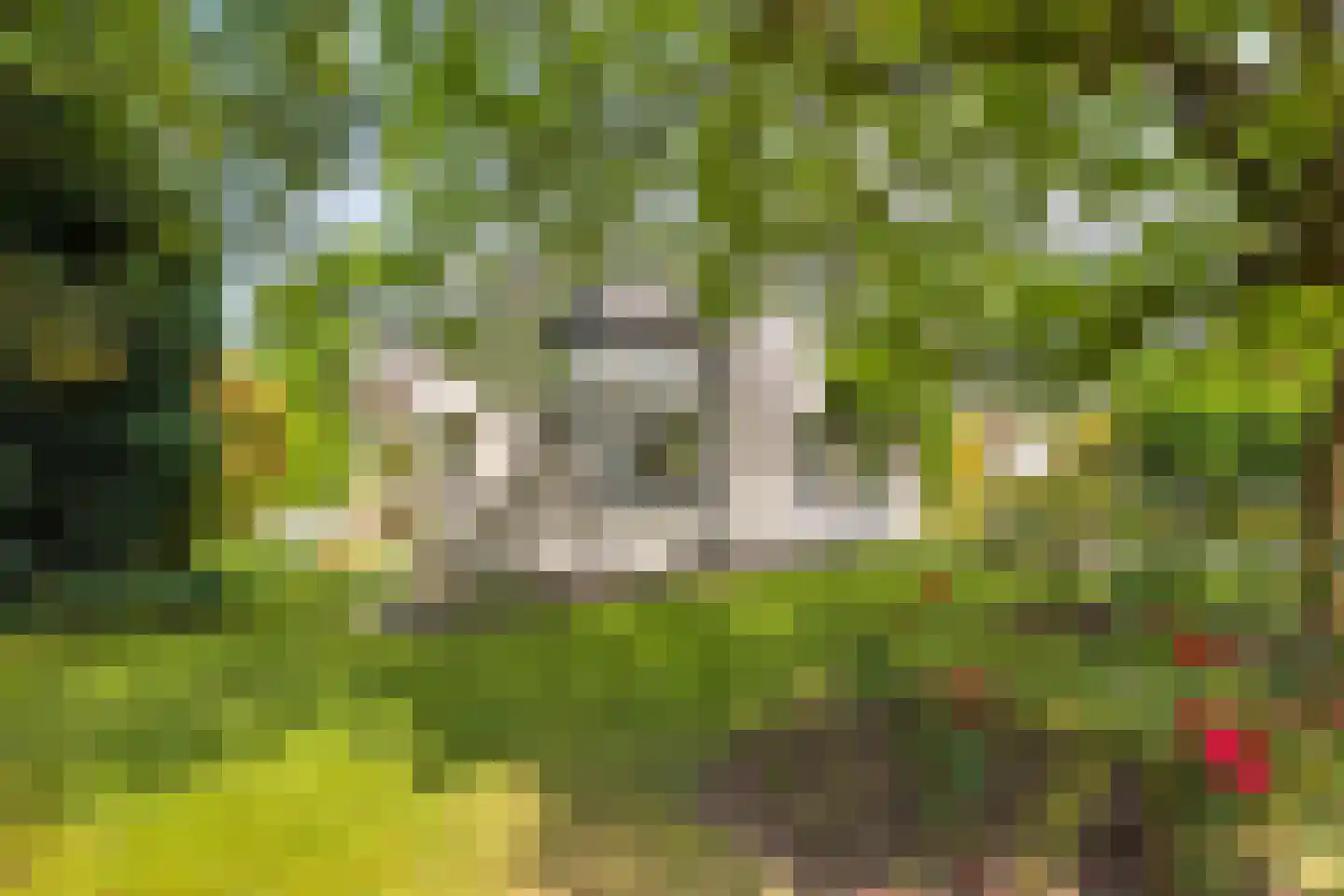 Goudplevier 14 Raalte thumbnail 45