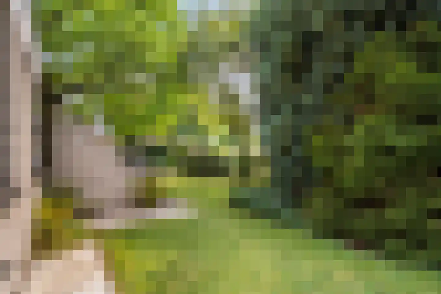 Goudplevier 14 Raalte thumbnail 46