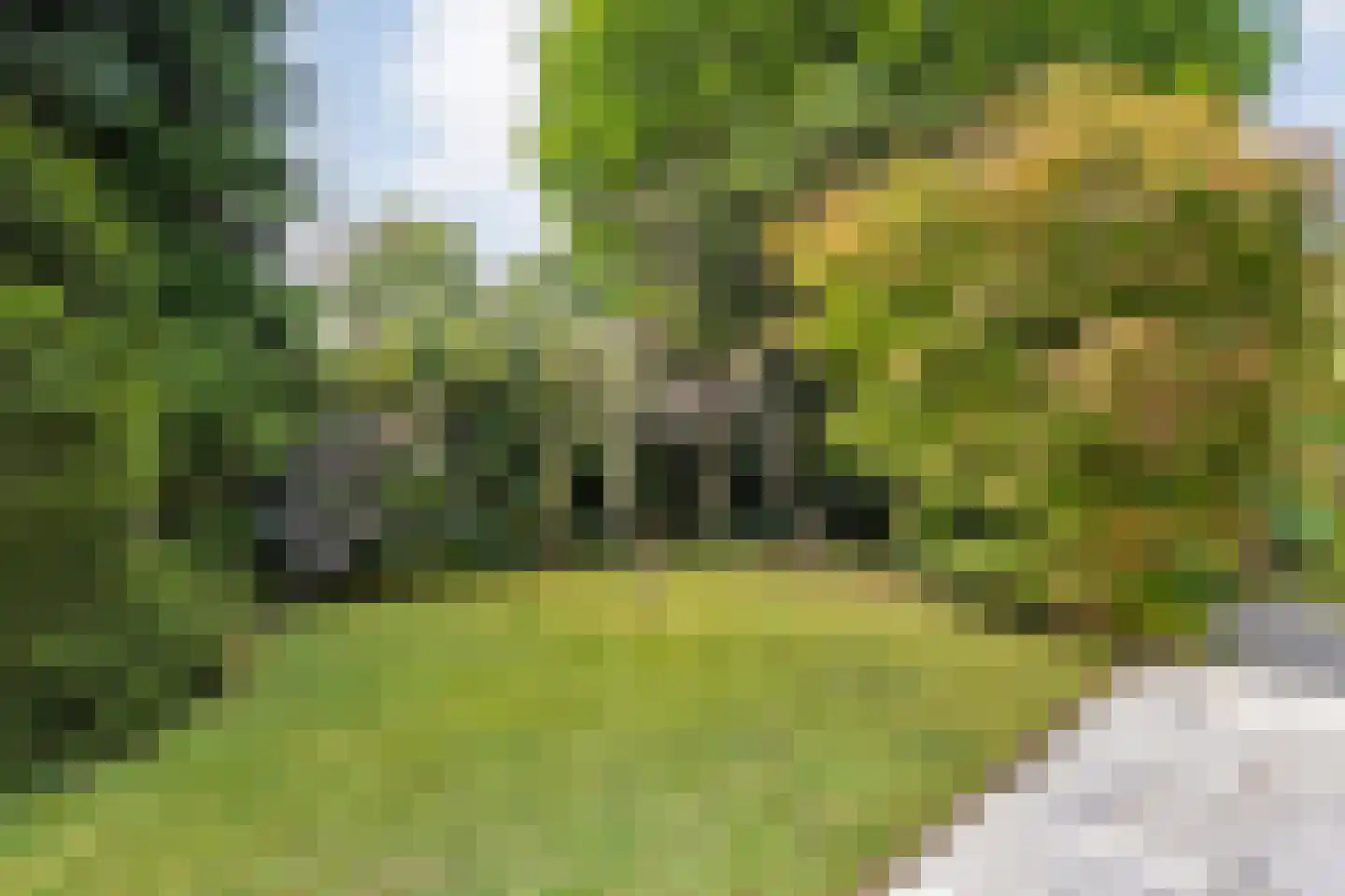 Goudplevier 14 Raalte thumbnail 47
