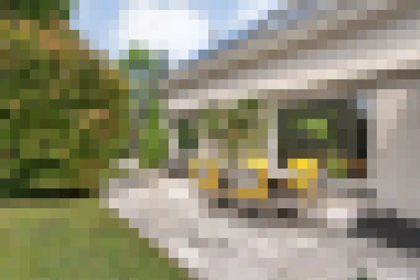 Goudplevier 14 Raalte thumbnail 48