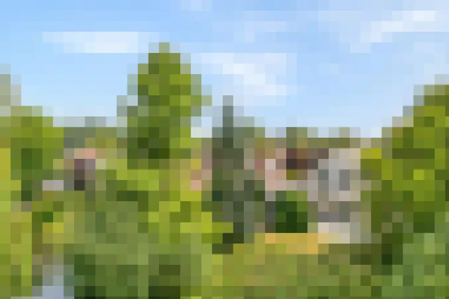 Goudplevier 14 Raalte thumbnail 5