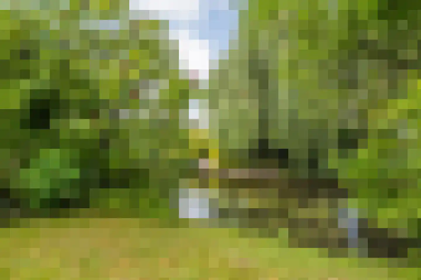 Goudplevier 14 Raalte thumbnail 53