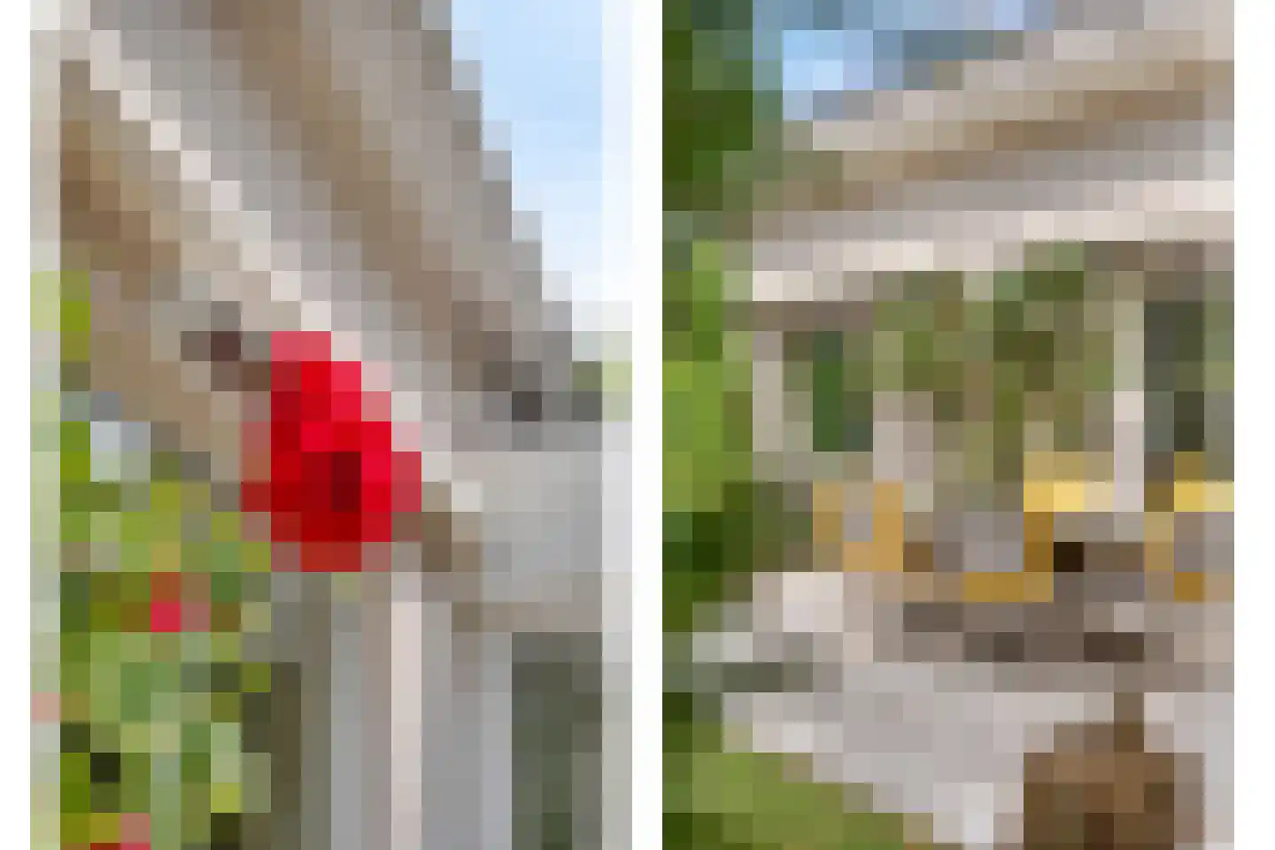 Goudplevier 14 Raalte thumbnail 56
