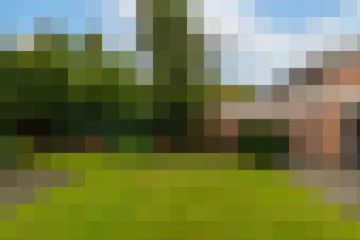 Goudplevier 14 Waspik thumbnail 33